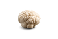 Lion's Mane
Extract